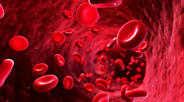 How is Your Heart Rate Related to the Flow of Blood and Oxygen Inside Your Body?